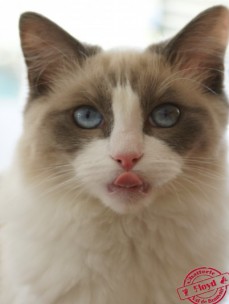 Floyd de Gaillande - Chatterie Ragdolls du Val de Beauvoir